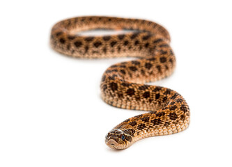 Obraz premium Western hog-nosed snake, Heterodon nasicus, slithering across white studio background