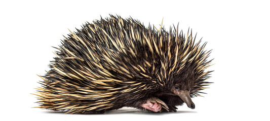Short beaked echidna walking on white background
