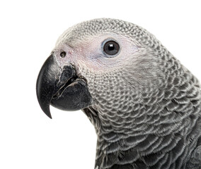 African grey parrot head close up profile portrait
