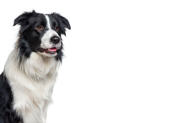 Fototapeta premium Border collie dog sitting and looking away from camera on white background