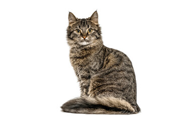 Obraz premium european cat sitting and looking at camera, isolated on white
