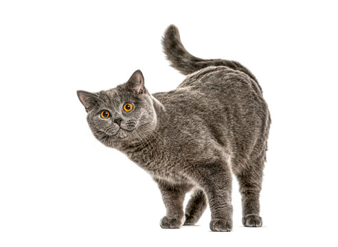 Adorable British shorthair cat with bright orange eyes standing on a white background, looking curious and playful