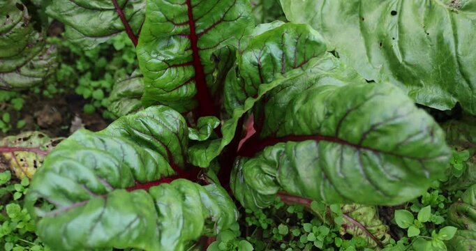 Swiss chard grow in vegetable garden