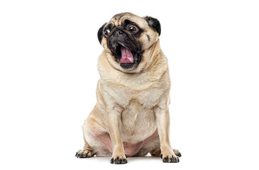 Funny pug sitting and yawning with mouth wide open, isolated on white