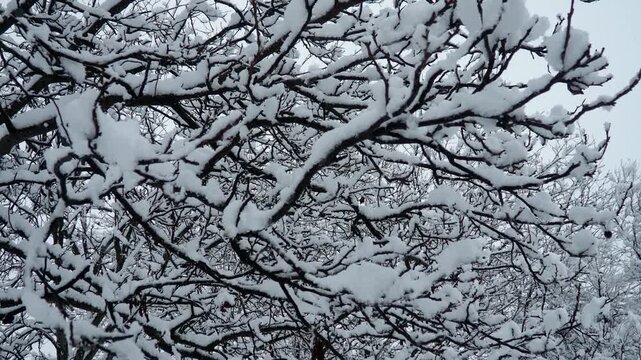 Snow-covered walnut trees. Heavy canopy. Winter storm. Climate change. Weather forecast. Cyclone with snowfall, clouds snow cover formation. Walnut plant Juglans Juglandaceae. Sremska Mitrovica Serbia