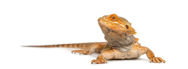 Bearded dragon lizard looking up on white background