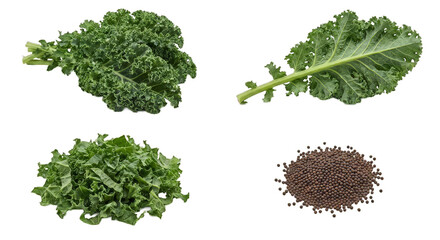 Obraz premium Whole curly kale leaves with crisp green texture, a single leaf, a small bundle, and a pile of seeds arranged on a clean black background for clarity and detail. High quality photo