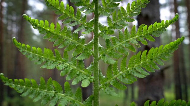 Green fern frond unfurling in a forest. Time-lapse of new plant growth and life cycle in nature. Botanical evolution concept