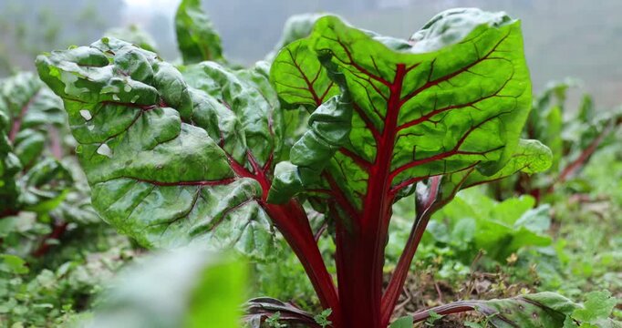 Swiss chard grow in vegetable garden