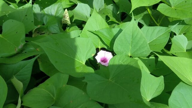 Sweet potato plants growing well with green leaves
