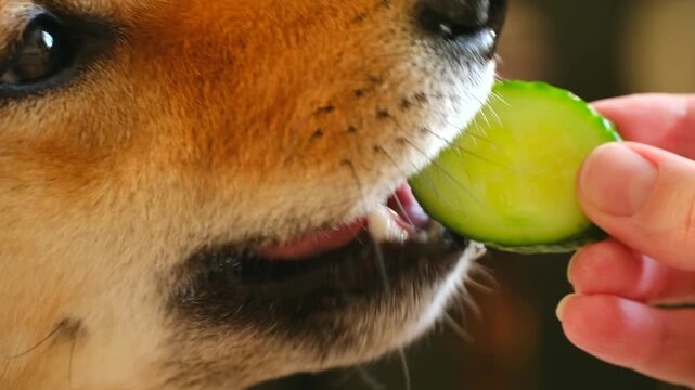 Close up view of a cute shiba inu dog licking and eating a fresh green cucumber slice from its owner hand, showcasing a healthy pet diet and a loving human animal bond indoors