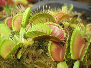 Zbliżenie na pułapki rośliny z gatunku dionaea © Kumulugma