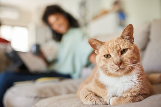 Ginger cat sitting on a sofa with his owner