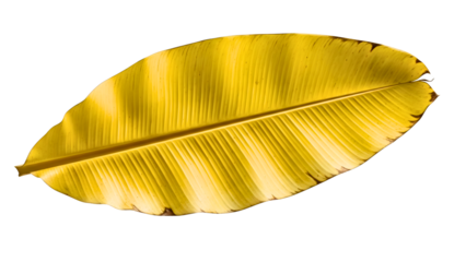 Vibrant yellow banana leaf