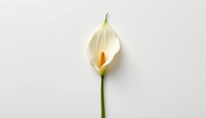 A single white flower with its petals unfurled, standing upright in front of a stark white background.