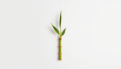 A single branch with several leaves, extending from the bottom left to the top right of the frame. The background is minimalistic, with a light grey gradient that fades into white towards the top