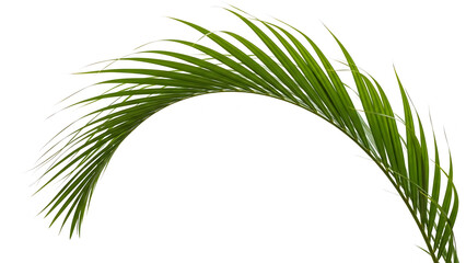 Green palm frond with yellow and blue accents isolated on a transparent background