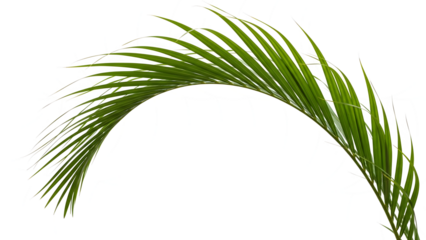 Green palm frond with yellow and blue accents isolated on a transparent background