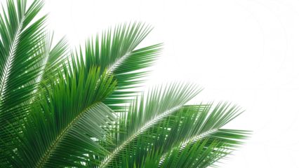 Green palm leaves with blue circles isolated on a transparent background