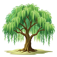 willow tree illustration