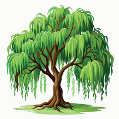 willow tree illustration