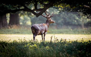 red deer in the woods