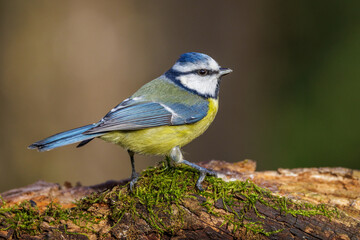 Obraz premium Blaumeise (Cyanistes caeruleus)