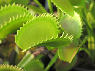 Zbliżenie na pułapki rośliny z gatunku dionaea © Kumulugma