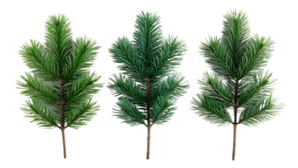 Three Sprigs Of Artificial Pine isolated on transparent background