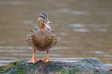 Stockente (Anas platyrhynchos) Weibchen