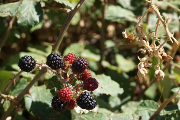 Wild Blackberries Ripening On Vine

