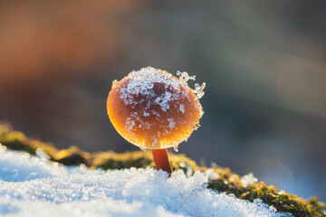 Velvet shank, flammulina velutipes mushroom growing on edge of stump. Winter edible mushroom background