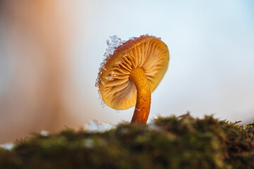 Velvet shank, flammulina velutipes mushroom growing on edge of stump. Winter edible mushroom background