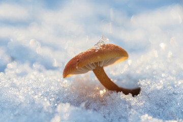 Velvet shank, flammulina velutipes mushroom growing from snow. Winter edible mushroom background