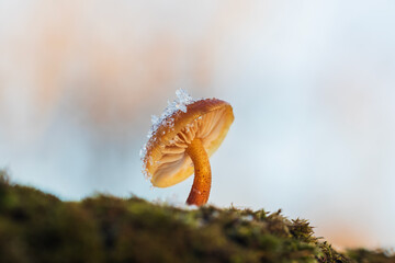 Velvet shank, flammulina velutipes mushroom growing on edge of stump. Winter edible mushroom background