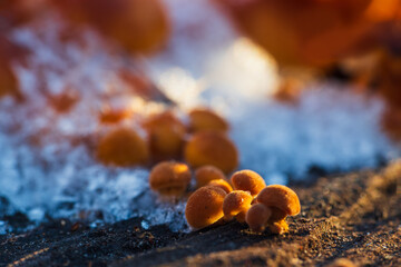 Group of small Velvet shank, flammulina velutipes mushroom growing near snow. Winter edible mushroom background