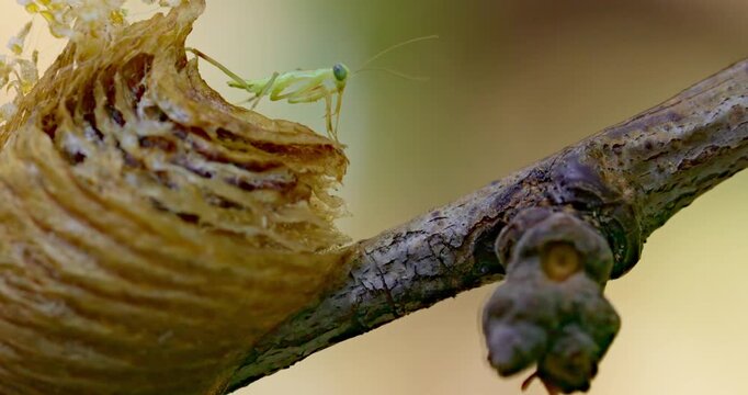 Praying Mantis Emerging from Egg Case on Tree Branch