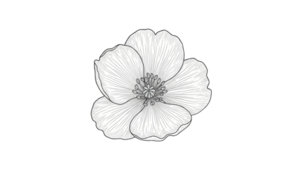 Stylized line drawing of a delicate flower with radiating petals and a central cluster of stamens on a black background isolated on a transparent background
