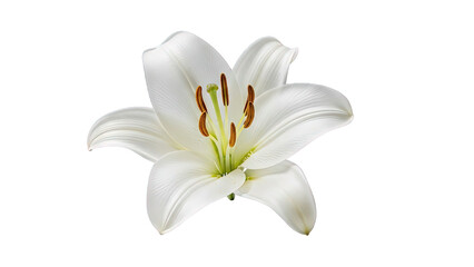 A single white Easter lily with prominent stamens and pistil against a black background white lily flower isolated on a transparent background