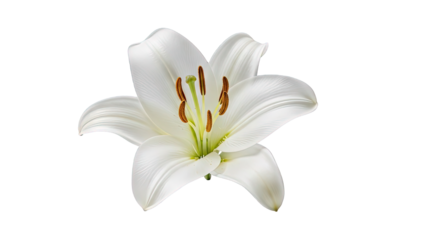 A single white Easter lily with prominent stamens and pistil against a black background white lily flower isolated on a transparent background