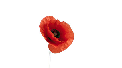 Bright red poppy flower with dark center on a thin green stem against black background 