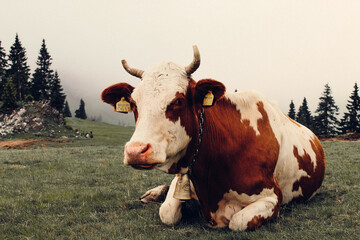 Brown and white cow with bell resting on a misty mountain pasture