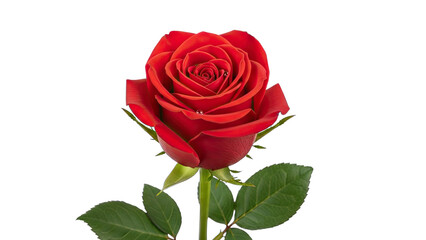 Classic red rose with water droplets on petals and green leaves on a black background flower floral isolated on a transparent background