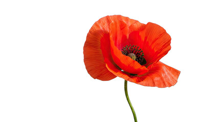 Close-up of a bright red poppy flower with textured petals and dark center on a green stem against black background Keywords: poppy, flower, bloom, blossom, petal, flora, botanical, nature, plant isol