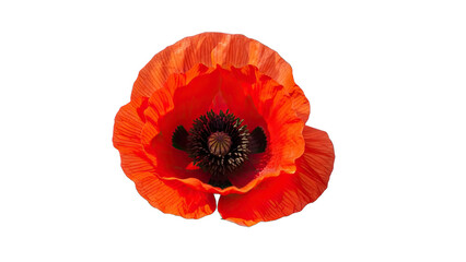 Close-up of a vibrant red poppy flower with detailed petals and dark center on a black background floral isolated on a transparent background