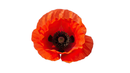 Close-up of a vibrant red poppy flower with detailed petals and dark center on a black background floral isolated on a transparent background