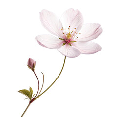 Delicate Pale Pink Cherry Blossom Flower and Bud on Black Background graphic design isolated on a transparent background