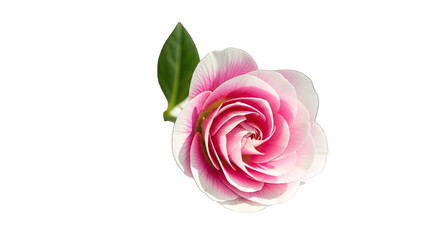 Pink and White Camellia Flower with Green Leaf Isolated on Black Background graphic design isolated on a transparent background