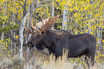 Bull Moose During the Rut in Grand Teton National Park Wyoming in Autumn