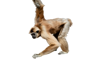 Gibbon in dynamic pose with agile movement in natural lighting on white background for wildlife conservation